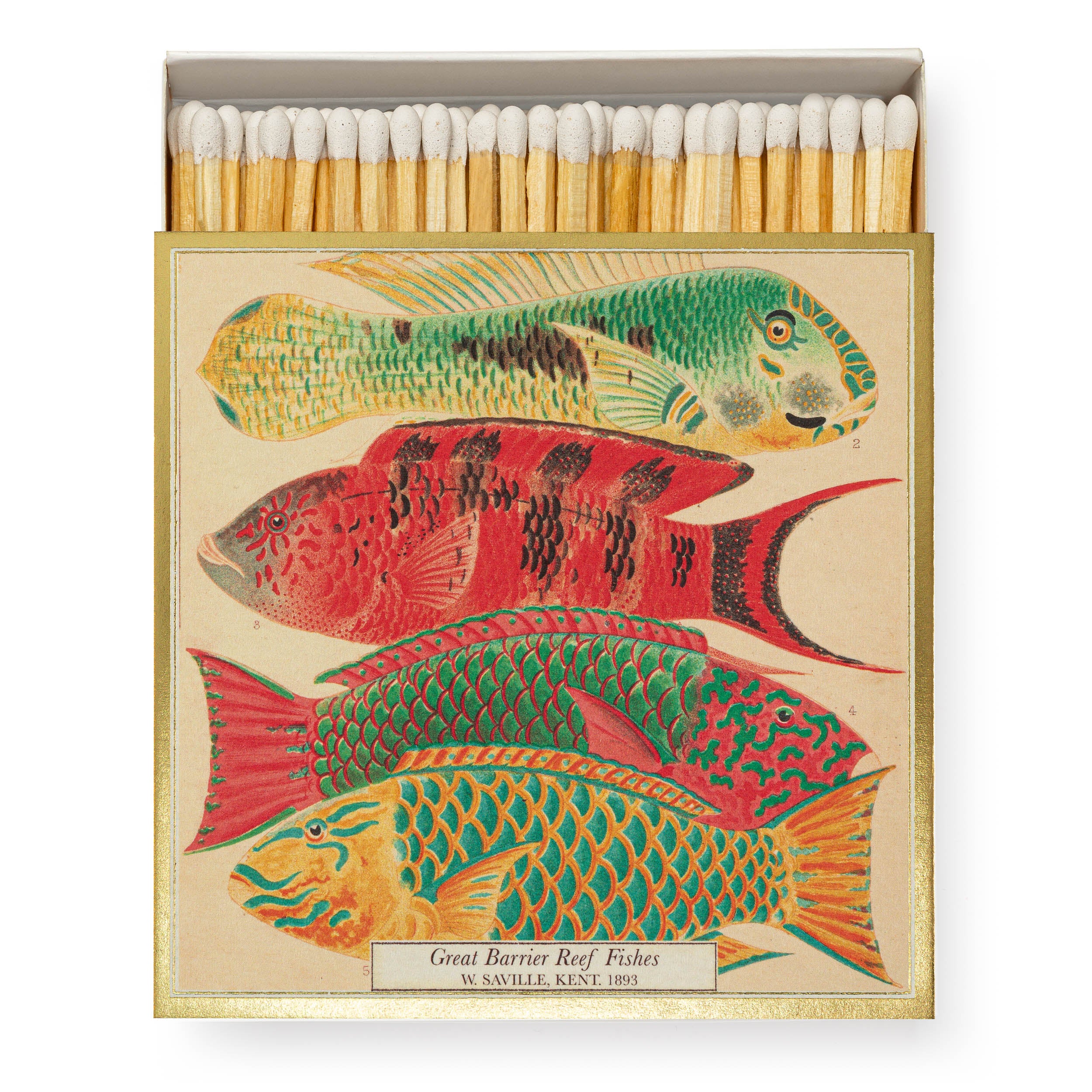 Long Matches - Square Box | Natural History Museum Fish | by Archivist