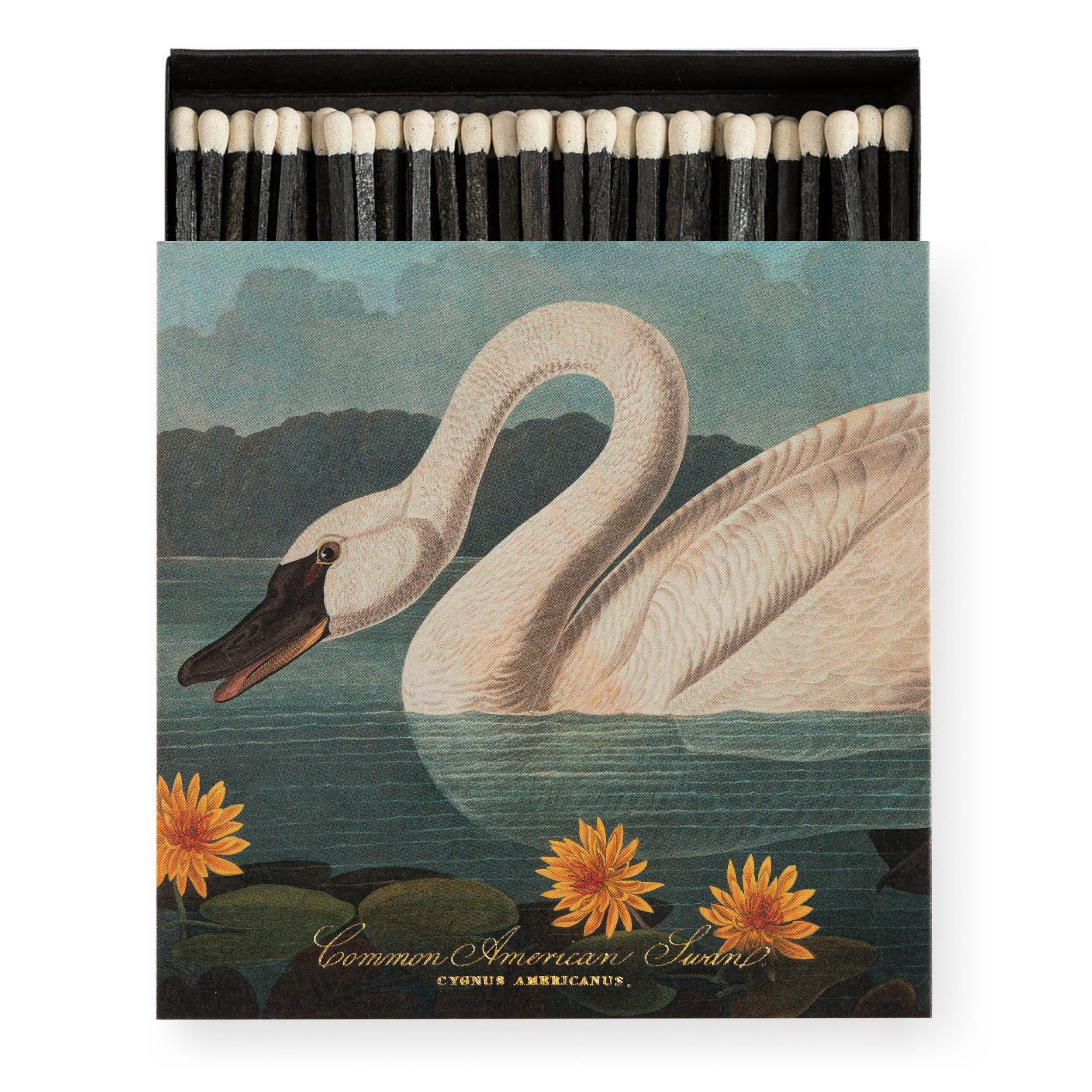 Long Matches - Square Box | The Common American Swan | by Archivist