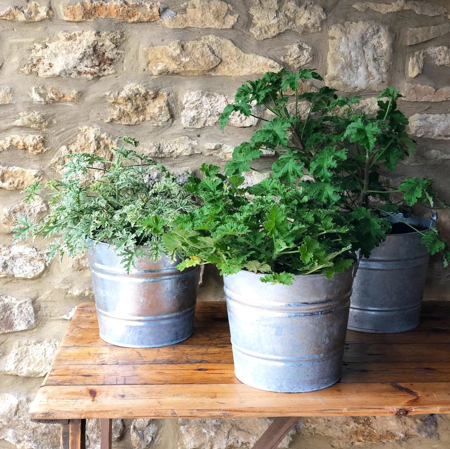 3 metal plant pots sit on a wooden table, each holding a geranium plant