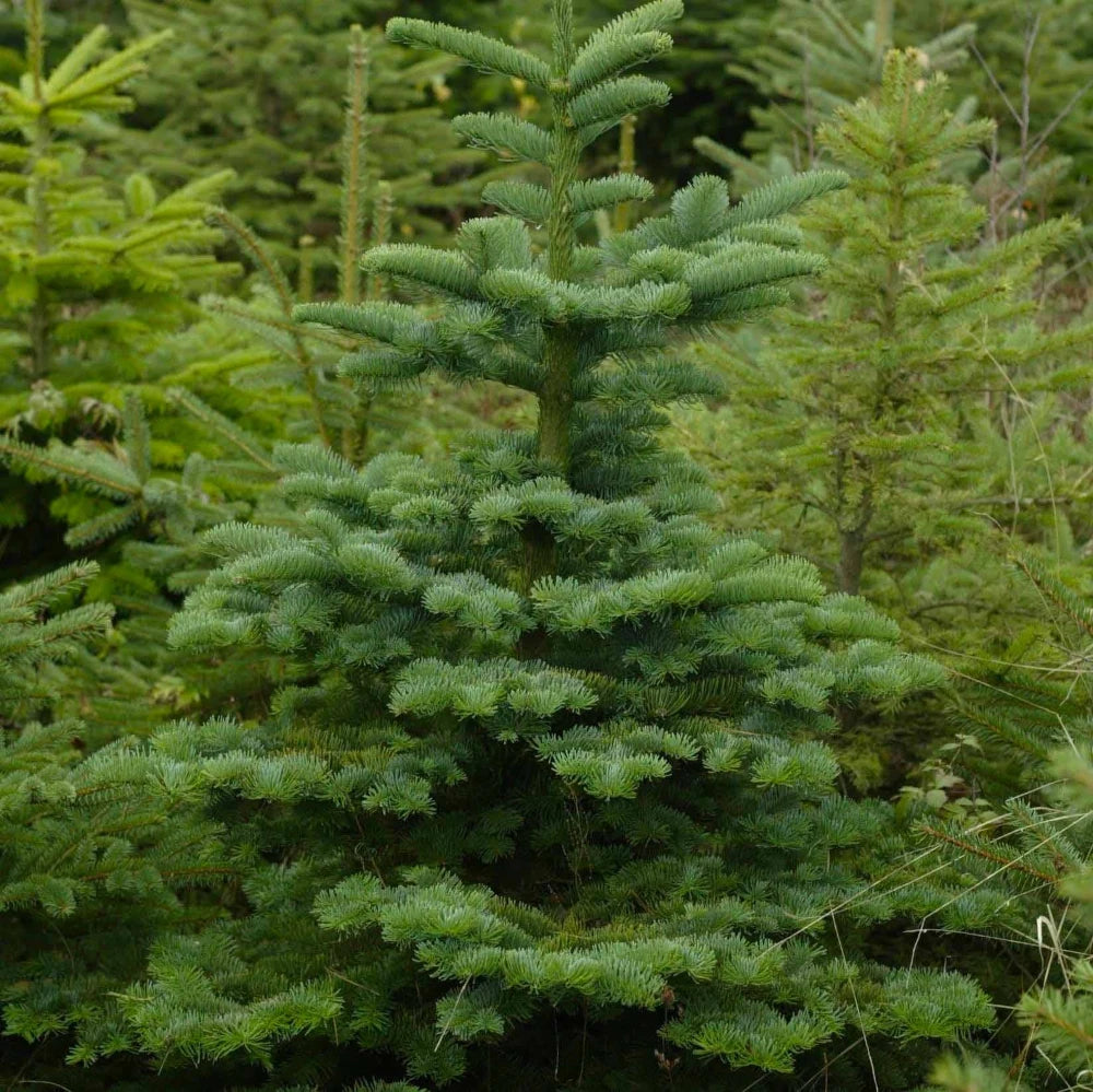 Siberian Pine tree